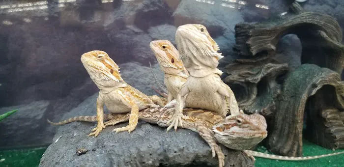 Petco Picture 7