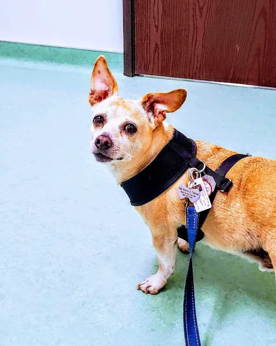 Dr. Battier's Veterinary Clinic Picture 1