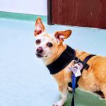 Dr. Battier's Veterinary Clinic