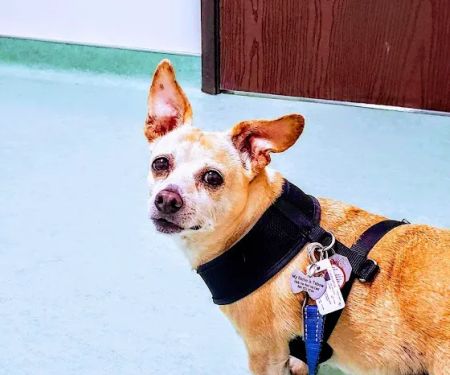 Dr. Battier's Veterinary Clinic