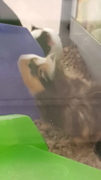 Petco Picture 8