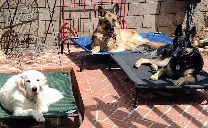 Camarillo Veterinary Hospital Picture 4