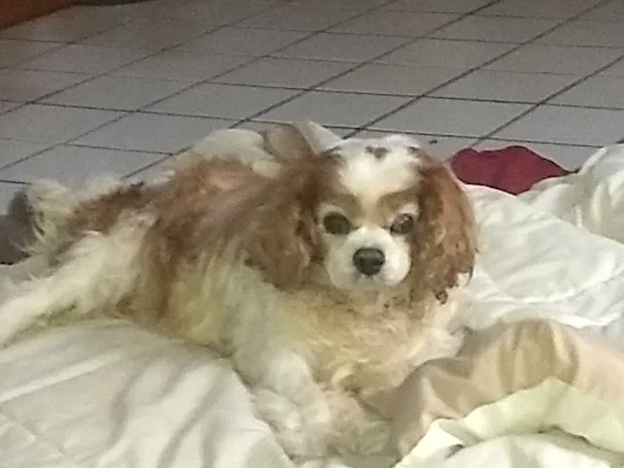 Camarillo Veterinary Hospital Picture 8