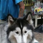 Healthy Pet Pantry