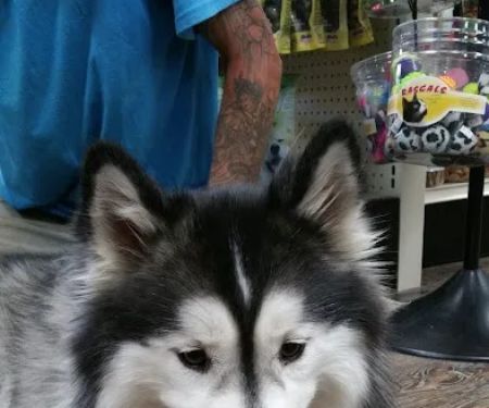 Healthy Pet Pantry