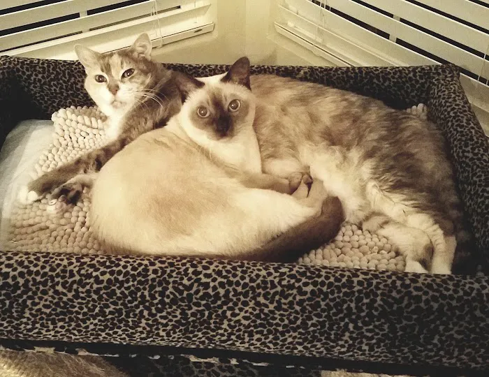 Healthy Pet Pantry Picture 5
