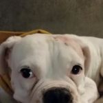 Pleasant Valley Animal Hospital