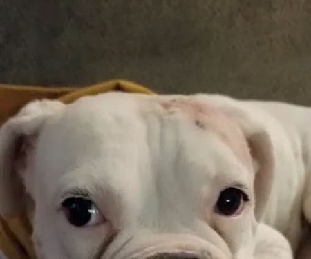 Pleasant Valley Animal Hospital