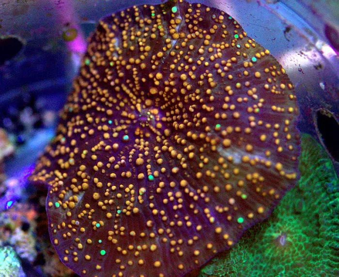 SD CORALS Picture 1