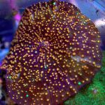 SD CORALS