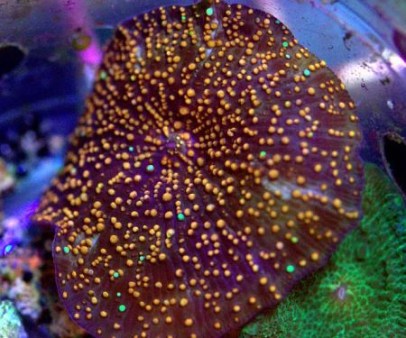 SD CORALS