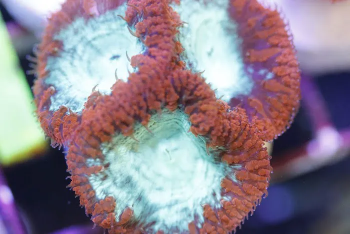 SD CORALS Picture 2