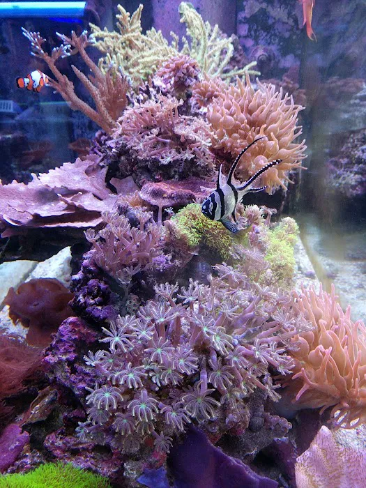 SD CORALS Picture 6