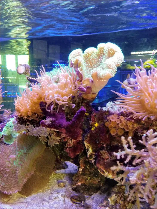 SD CORALS Picture 3