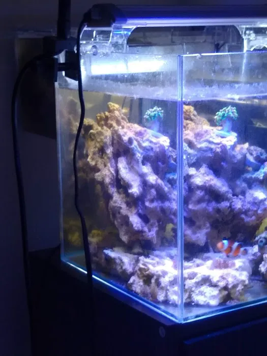 SD CORALS Picture 8