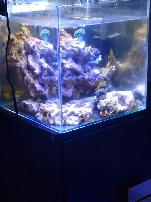 SD CORALS Picture 7
