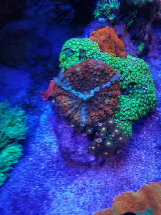 SD CORALS Picture 9