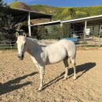 Humphrey Giacopuzzi & Associates Equine Hospital