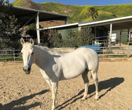 Humphrey Giacopuzzi & Associates Equine Hospital