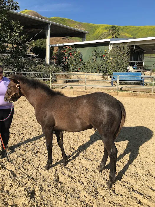 Humphrey Giacopuzzi & Associates Equine Hospital Picture 2