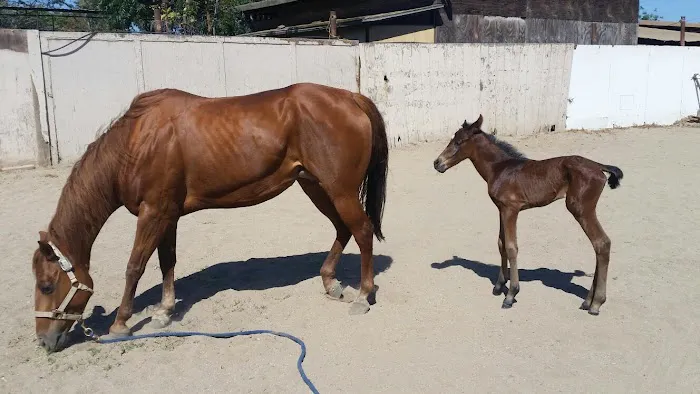 Humphrey Giacopuzzi & Associates Equine Hospital Picture 5