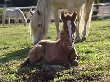 Humphrey Giacopuzzi & Associates Equine Hospital Picture 7