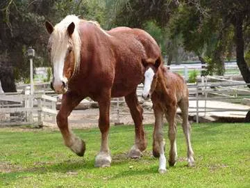 Humphrey Giacopuzzi & Associates Equine Hospital Picture 6