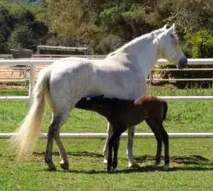 Humphrey Giacopuzzi & Associates Equine Hospital Picture 10