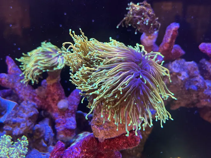 Kung Fu Corals Picture 1