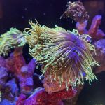 Kung Fu Corals