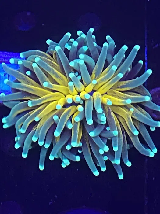 Kung Fu Corals Picture 6