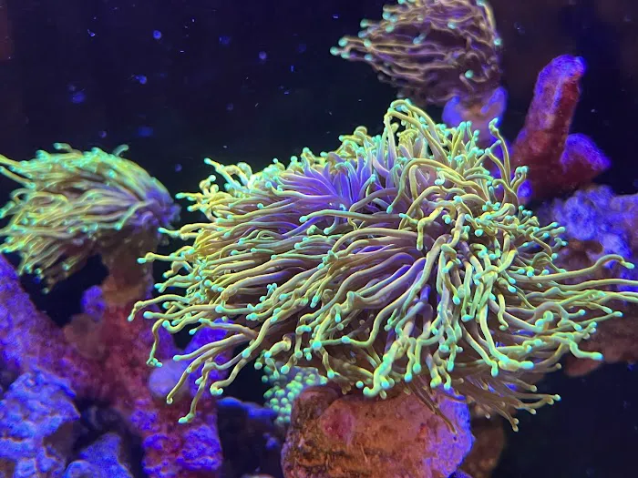 Kung Fu Corals Picture 3