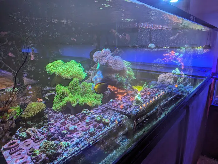 Kung Fu Corals Picture 9