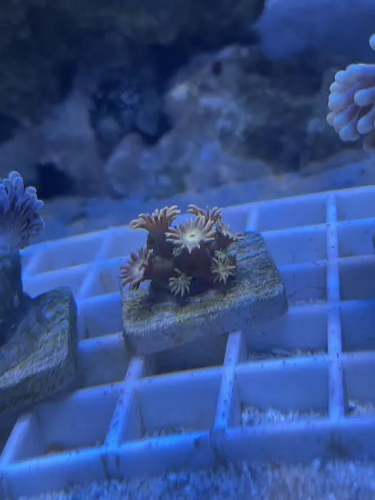 Kung Fu Corals Picture 8