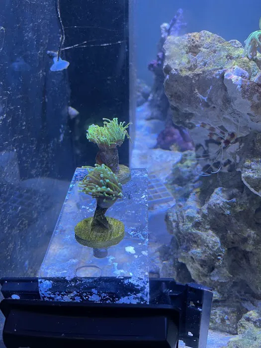 Kung Fu Corals Picture 10