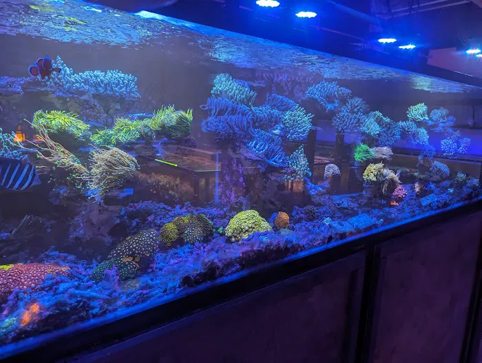 Kung Fu Corals Picture 7