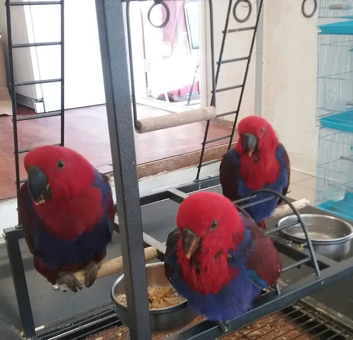Tropic Island Bird & Supply Picture 9