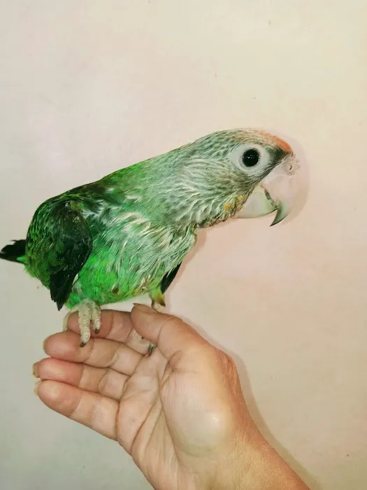 Tropic Island Bird & Supply Picture 8