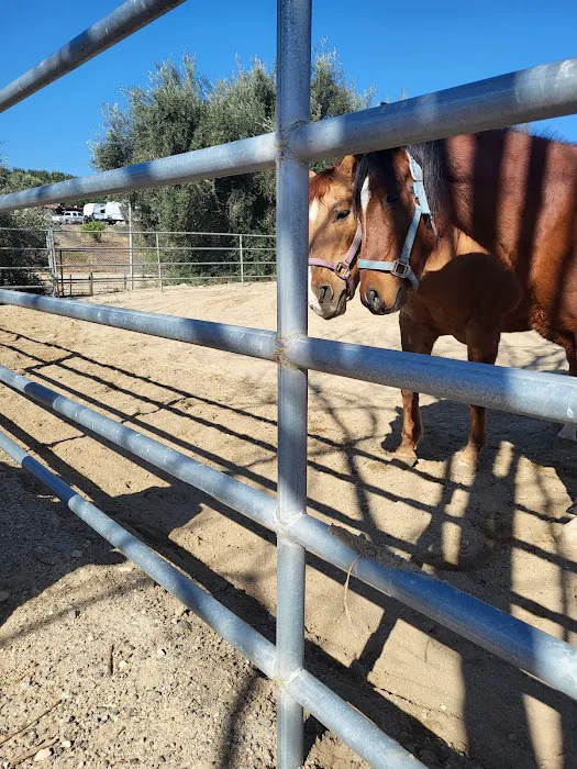 Progressive Equine Picture 1