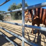 Progressive Equine