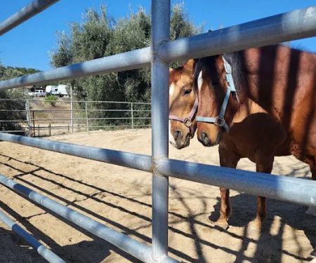 Progressive Equine
