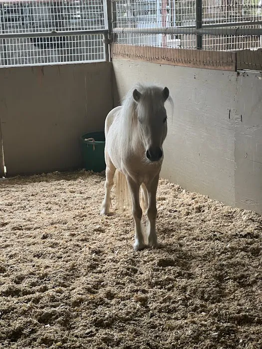Progressive Equine Picture 6