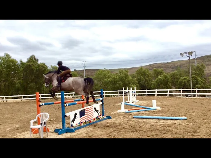 Progressive Equine Picture 5