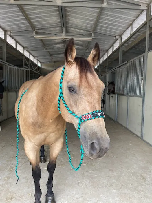 Progressive Equine Picture 4