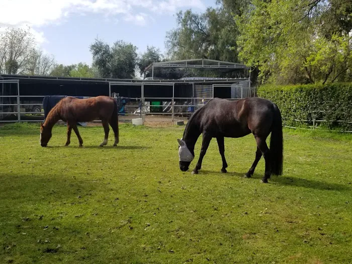 Progressive Equine Picture 9