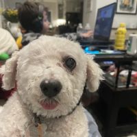 Las Posas Veterinary Medical Center ico