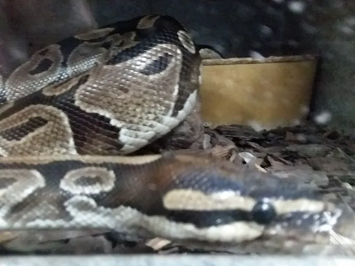 Lemon Grove Pet supplies and EXOTICS Picture 10