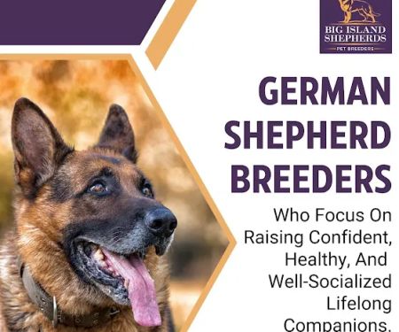 Big Island Shepherds