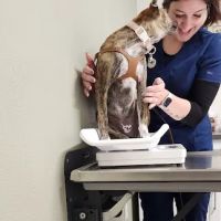 Sycamore Veterinary Hospital ico