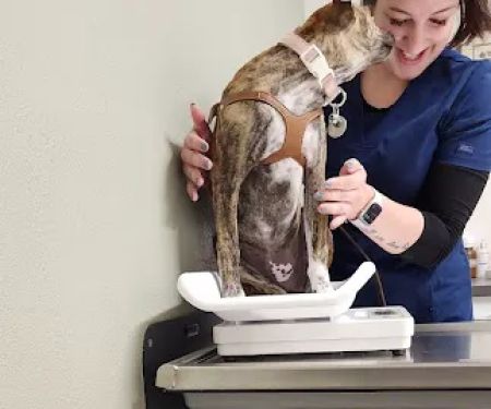Sycamore Veterinary Hospital